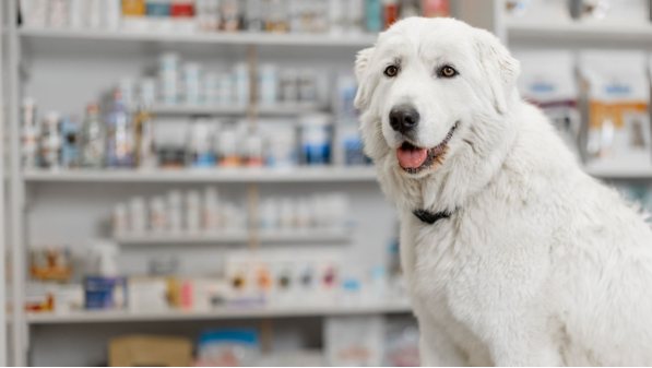 Your Complete Guide to Buying Safely from Indian Online Pet Pharmacies